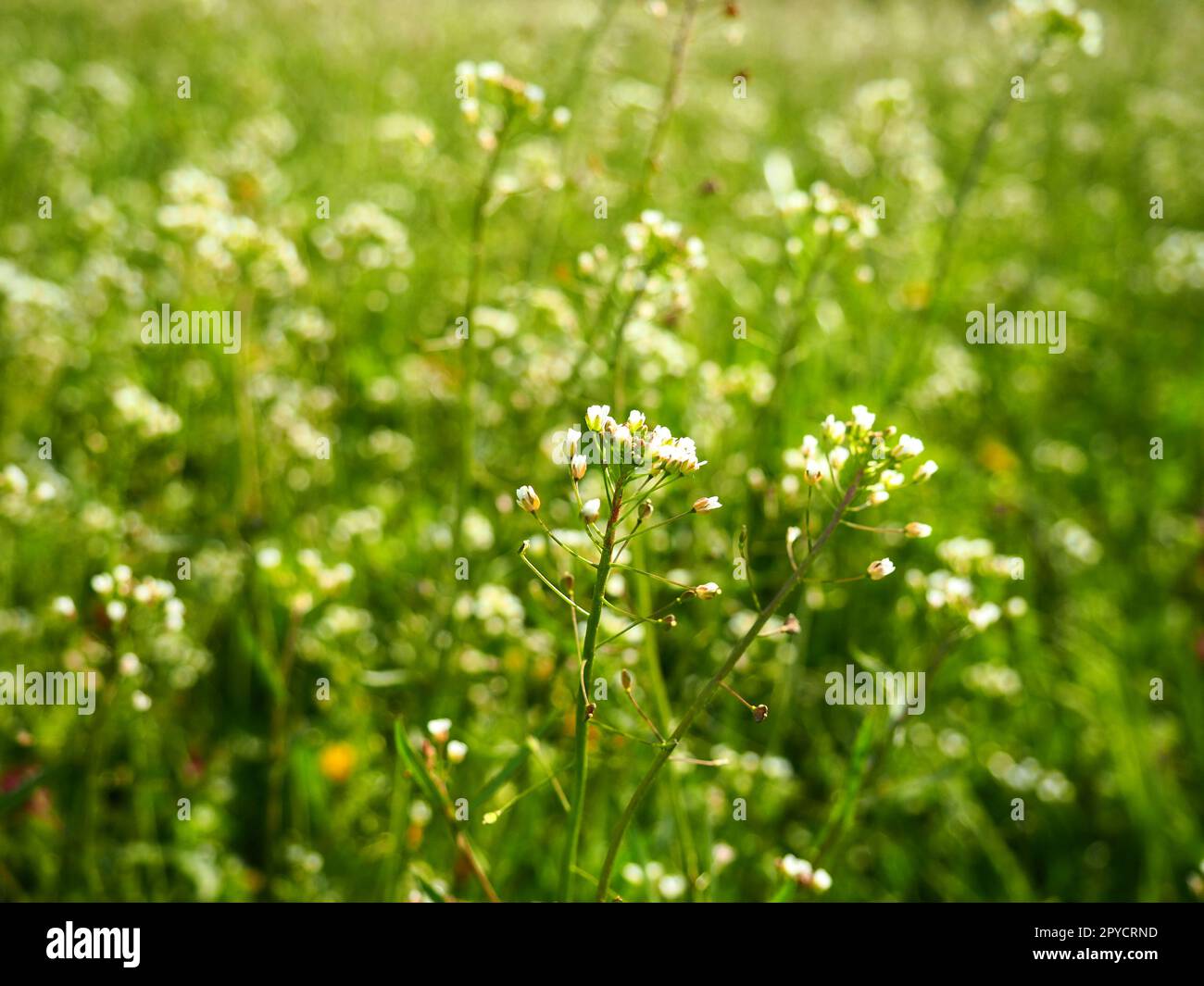 shepherds purse plant in the meadow capsella bursa pastoris meadow or field lawn in the forest blooming field grasses blooming wild meadow or pasture fresh green grass in spring white flowers 2PYCRND