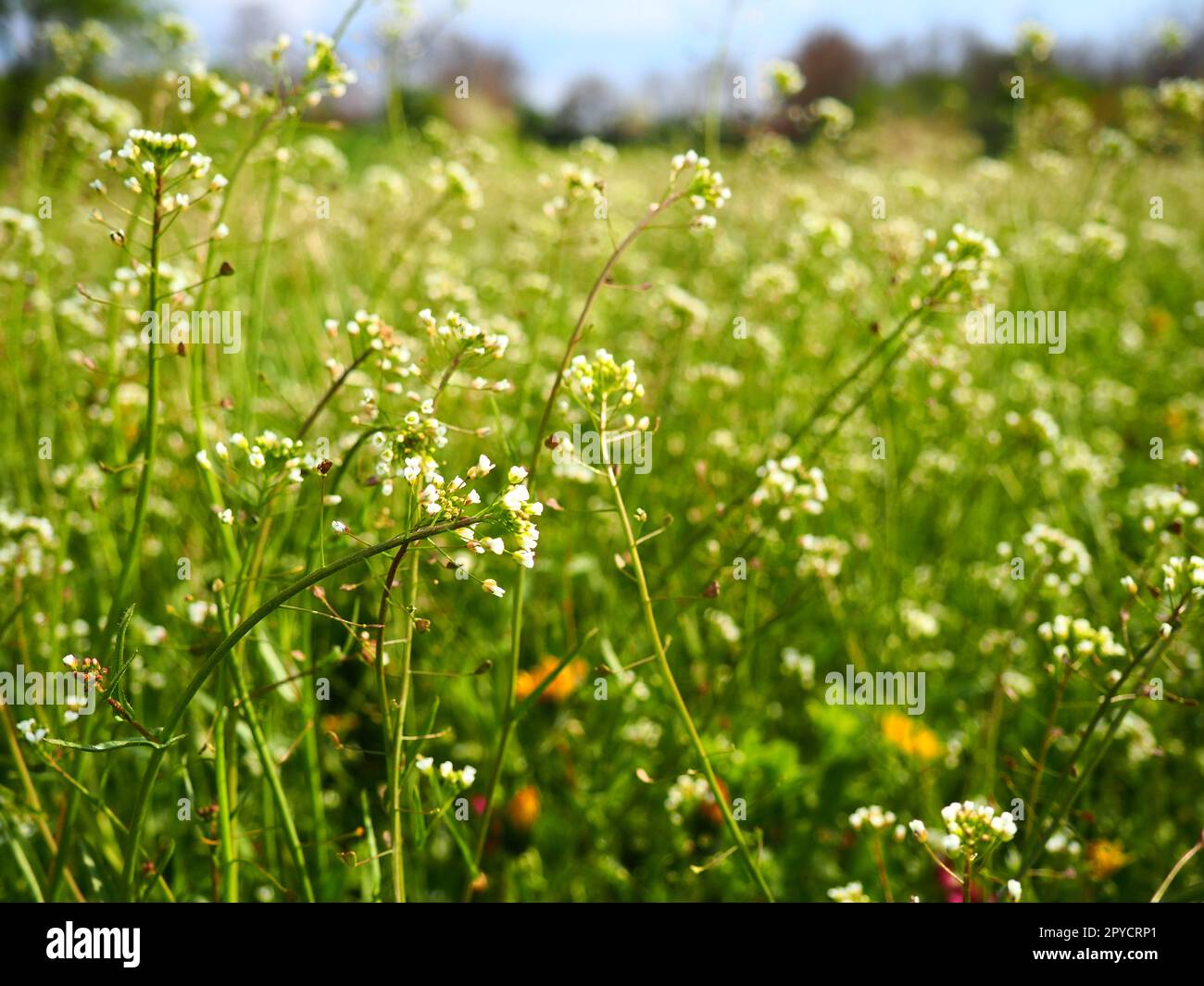 shepherds purse plant in the meadow capsella bursa pastoris meadow or field lawn in the forest blooming field grasses blooming wild meadow or pasture fresh green grass in spring white flowers 2PYCRP1