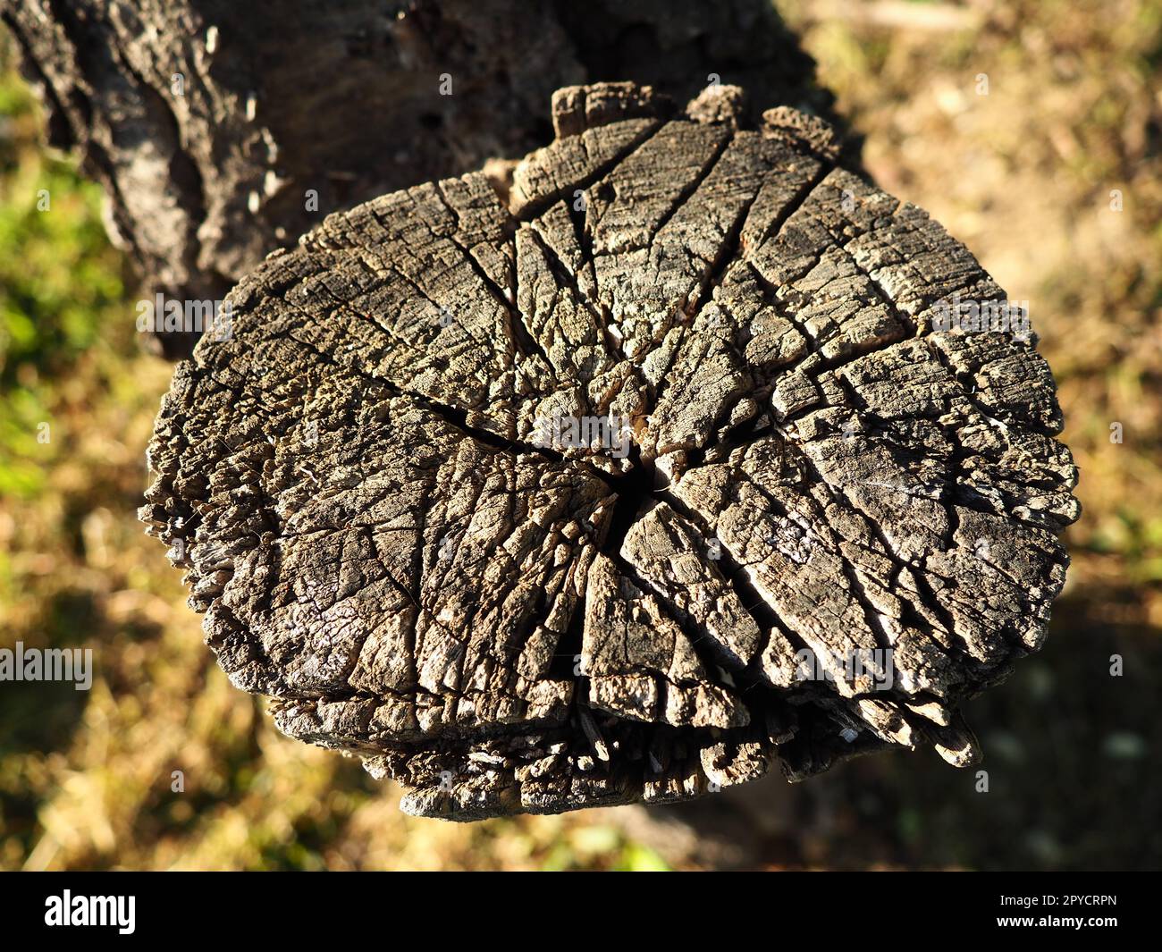 Wood cut background. An old saw cut on a withered tree. Stump closeup
