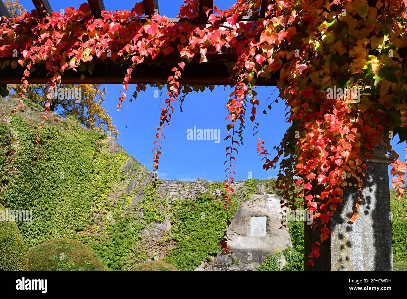 Three-pointed virgin vine with beautiful autumn colors Stock Photo