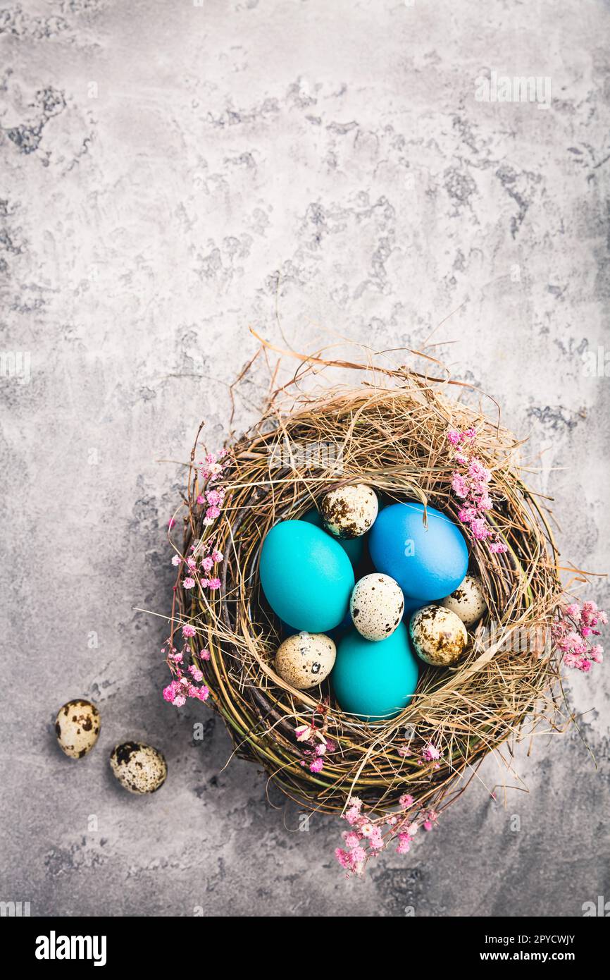 Happy Easter - nest with Easter eggs on grey background with copy space Stock Photo