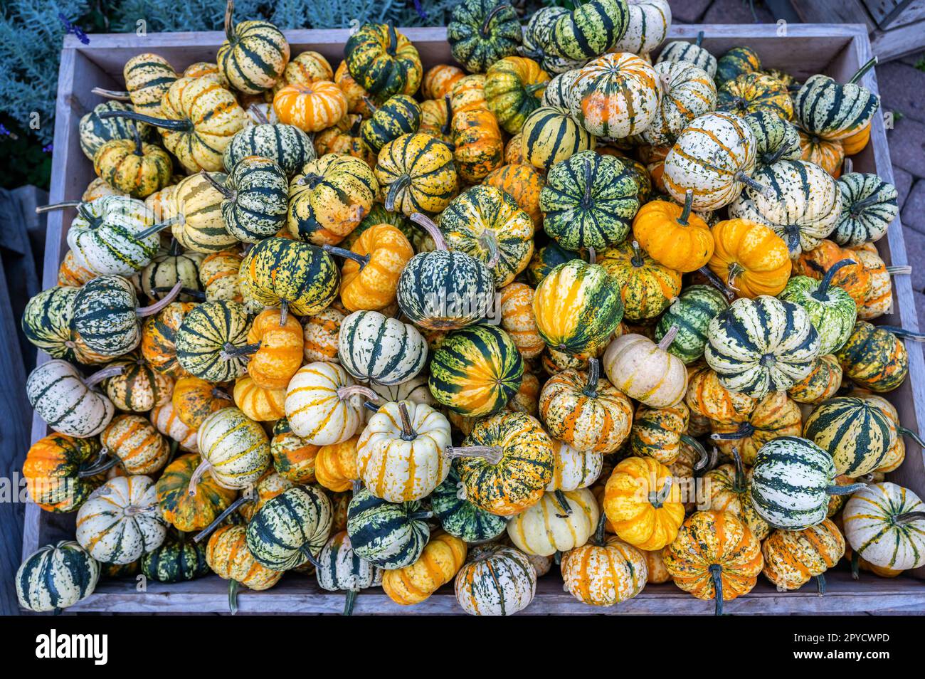 Small round striped eatable pumpkin ornamental gourds in a wooden basket at a farm for sale during October thanksgiving Halloween for sale, high angle view Stock Photo