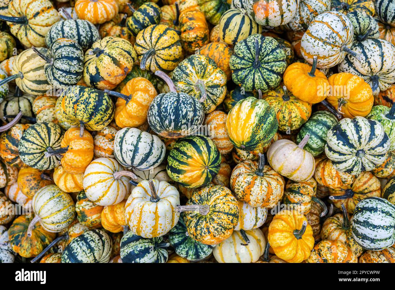 Small round striped eatable pumpkin ornamental gourds for sale during October thanksgiving Halloween for sale, high angle view Stock Photo