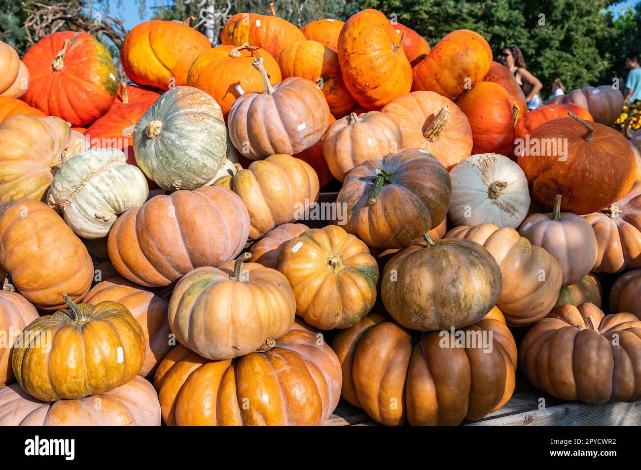 Large eatable orange pumpkin stacked at a farm for sale during harvest season in October, thanksgiving, Halloween, Red Hundredweight Stock Photo