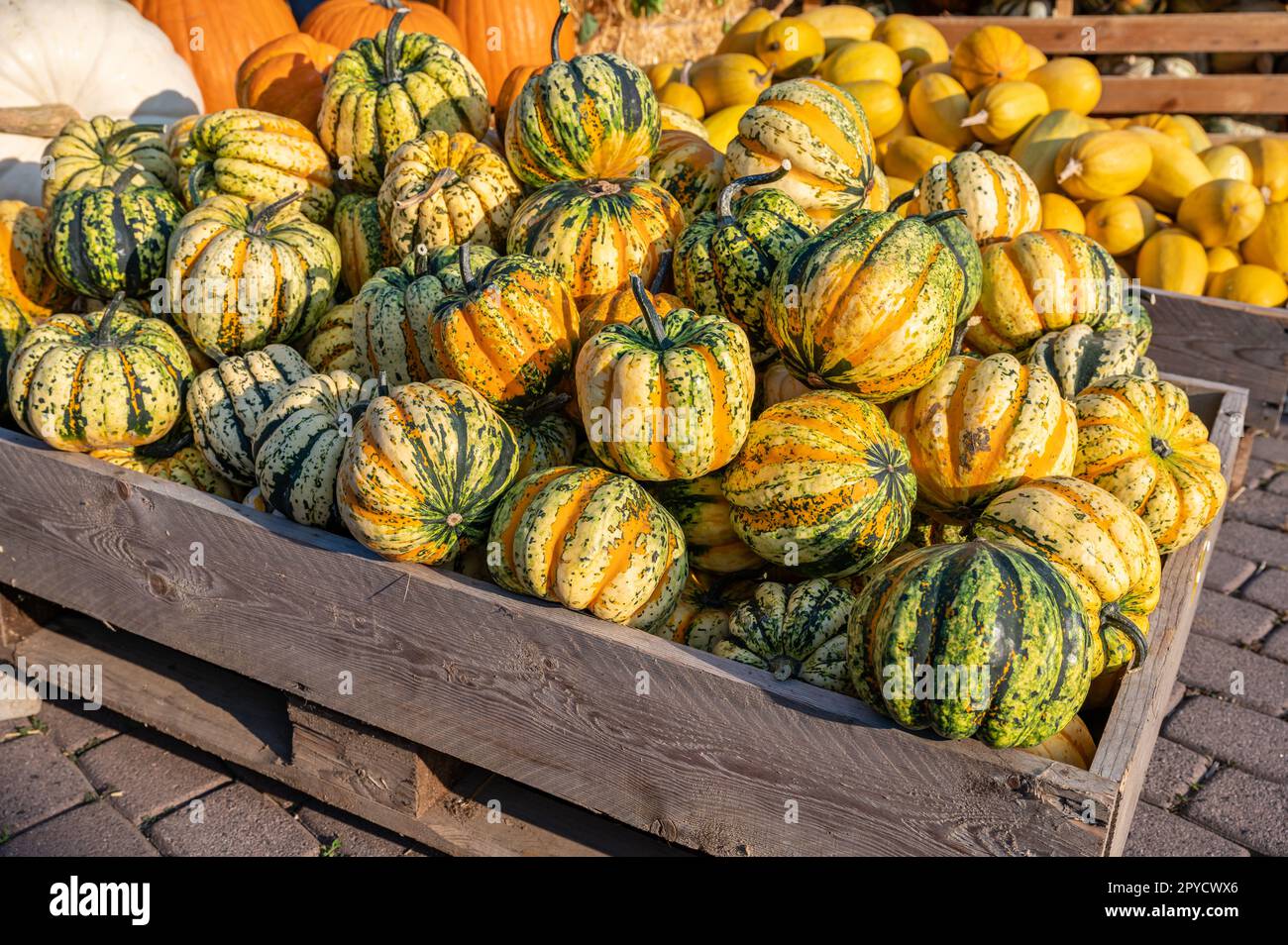 Yellow orange and green striped round pumpkin ornamental gourds lying in a wooden basket at a farm for sale during thanksgiving October Halloween Stock Photo