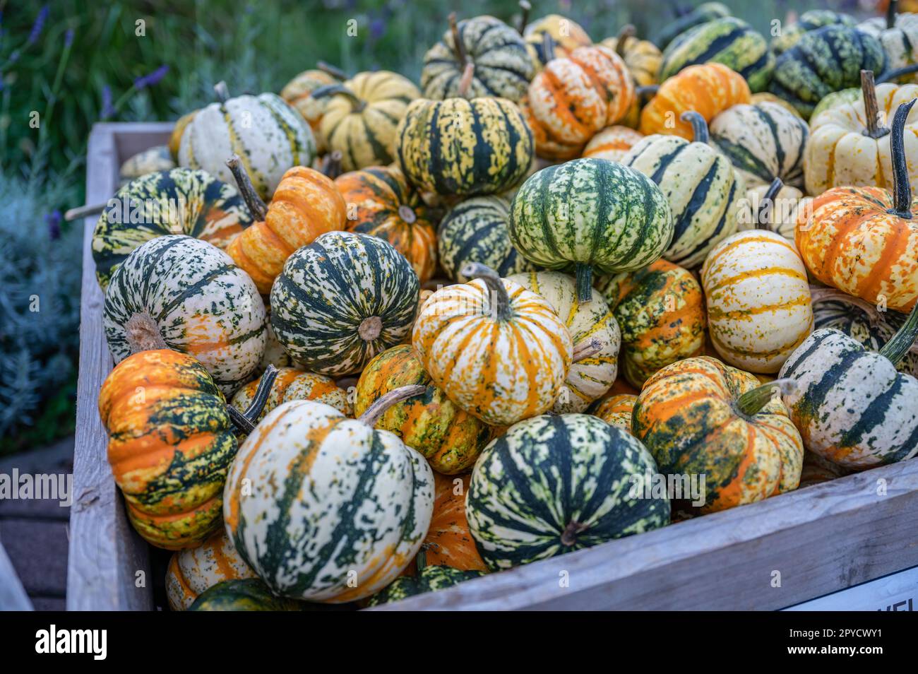 Striped pumpkin ornamental gourds in orange, green, white and yellow color in a wooden basket at a farm for sale during harvest season, October, thanksgiving, Halloween Stock Photo