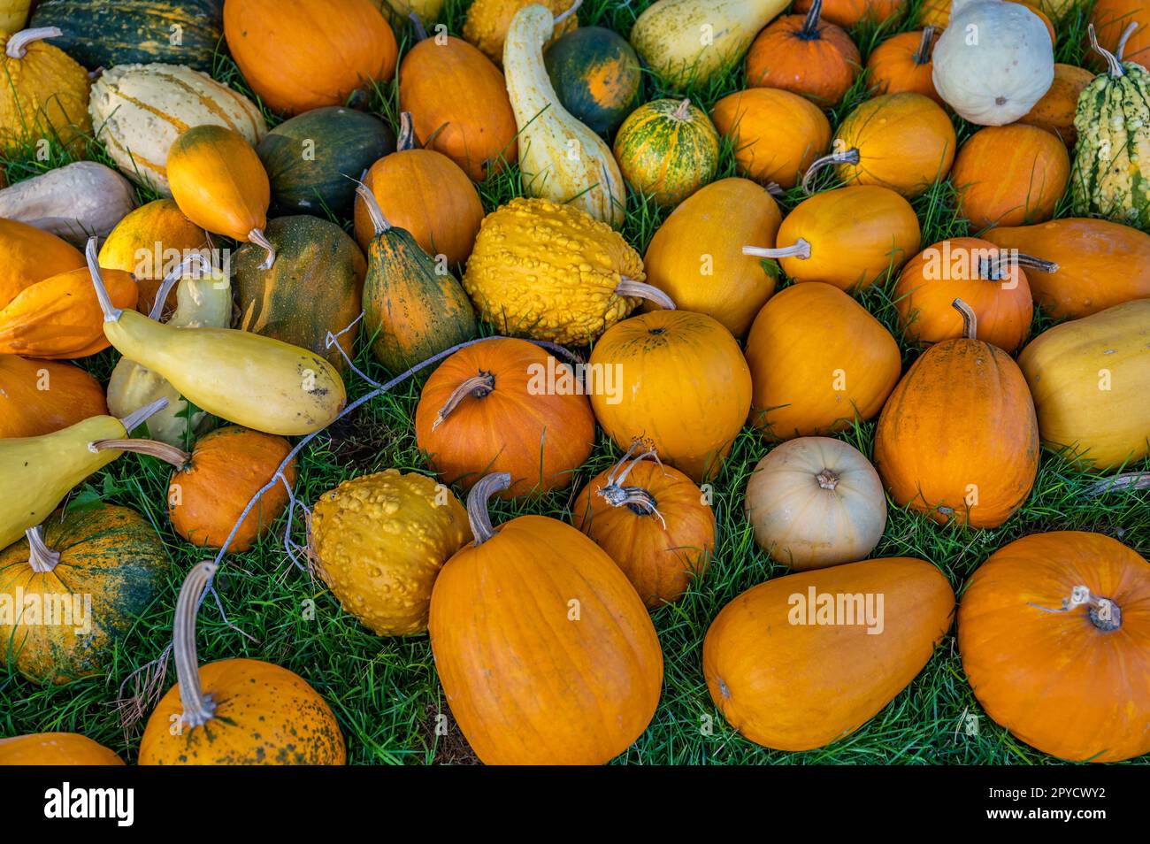 Variation of different orange, yellow and green colored, round and egg shaped ornamental gourds pumpkin lying on a meadow, no people Stock Photo
