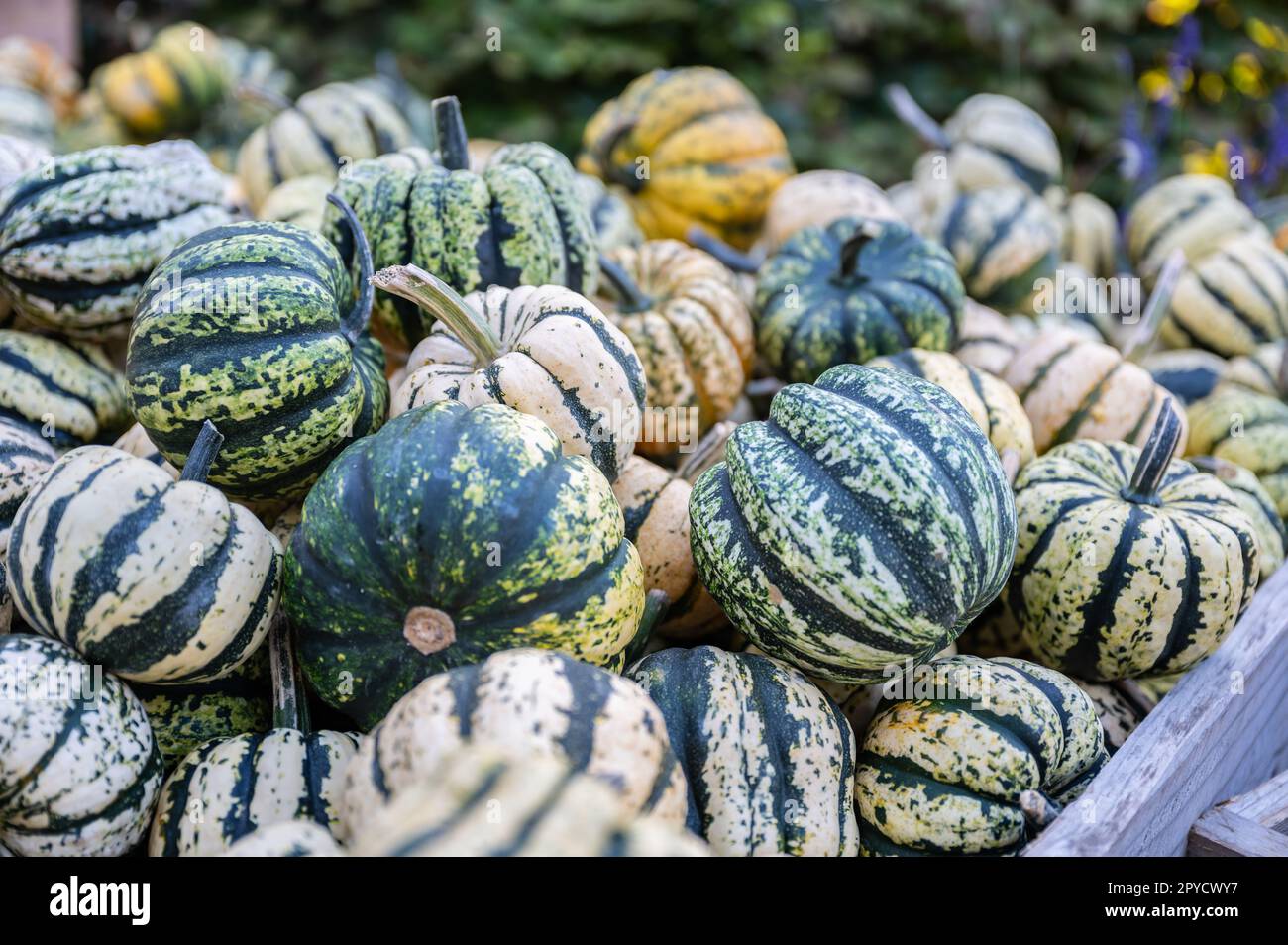Closeup multiple striped pumpkin ornamental gourds in green, white and