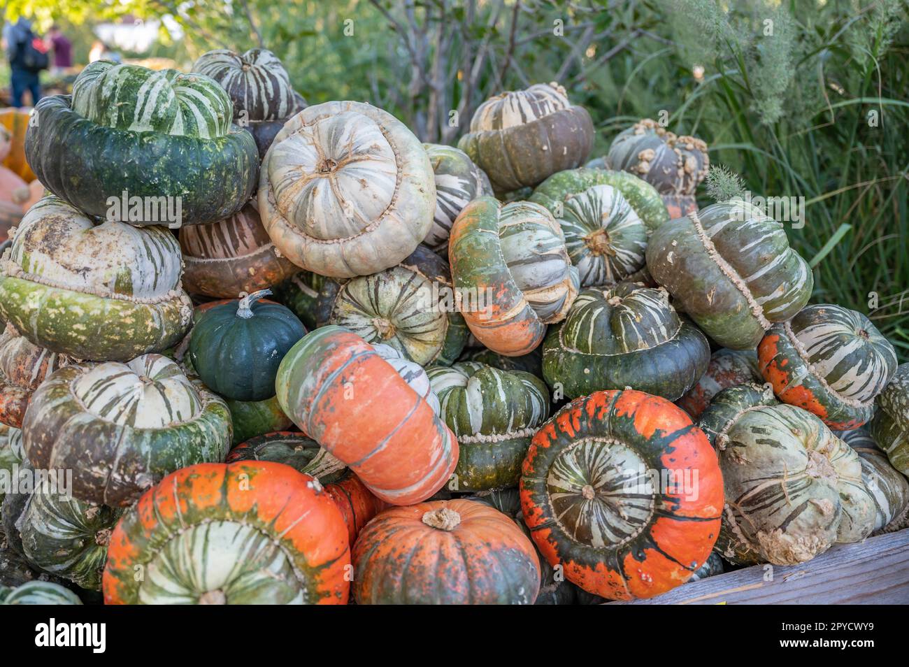 Pumpkins turban gourd, ornamental gourds stacked on each other in a wooden basket at a farm during harvest season, October, thanksgiving Stock Photo