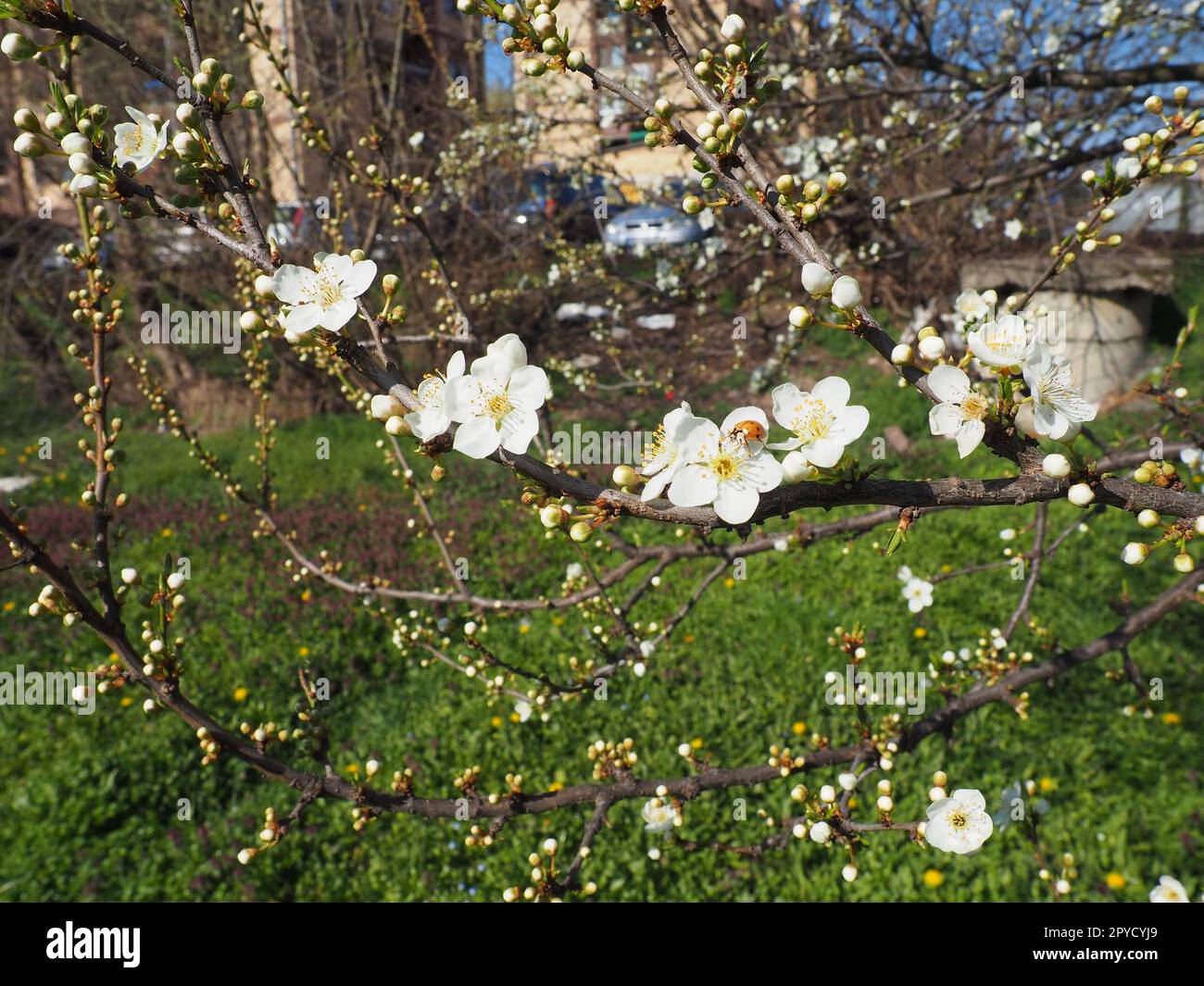 Blooming fruit trees in the garden. Cherries, sweet cherries, plums, apple trees in bloom. White flowers on the branches. Stock Photo