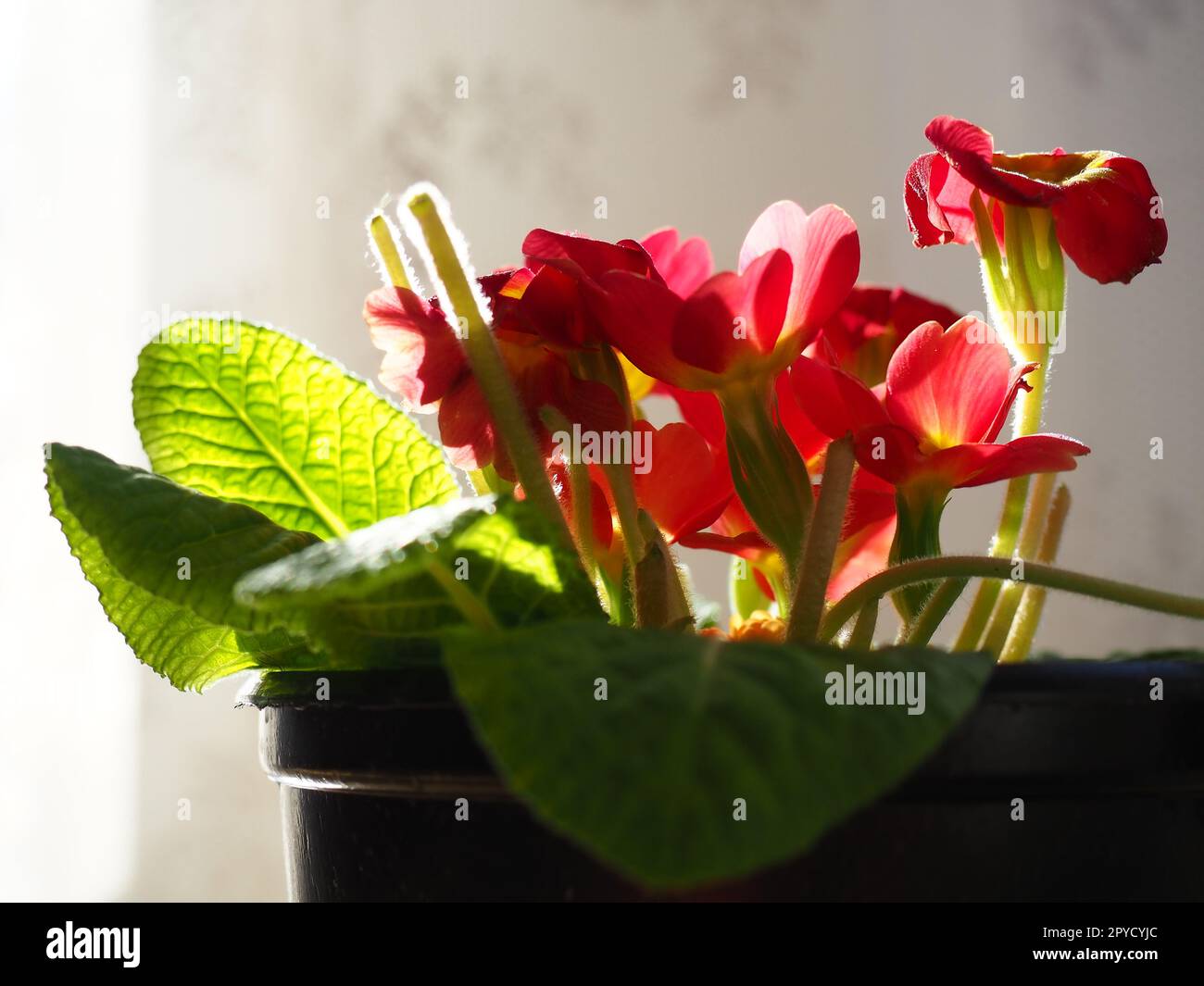 Primula, a genus of plants from the Primulaceae family of the Ericales order. Indoor floriculture as a hobby. Red bright flower with a yellow center. Lateral plan in the counterlight from the window. Stock Photo