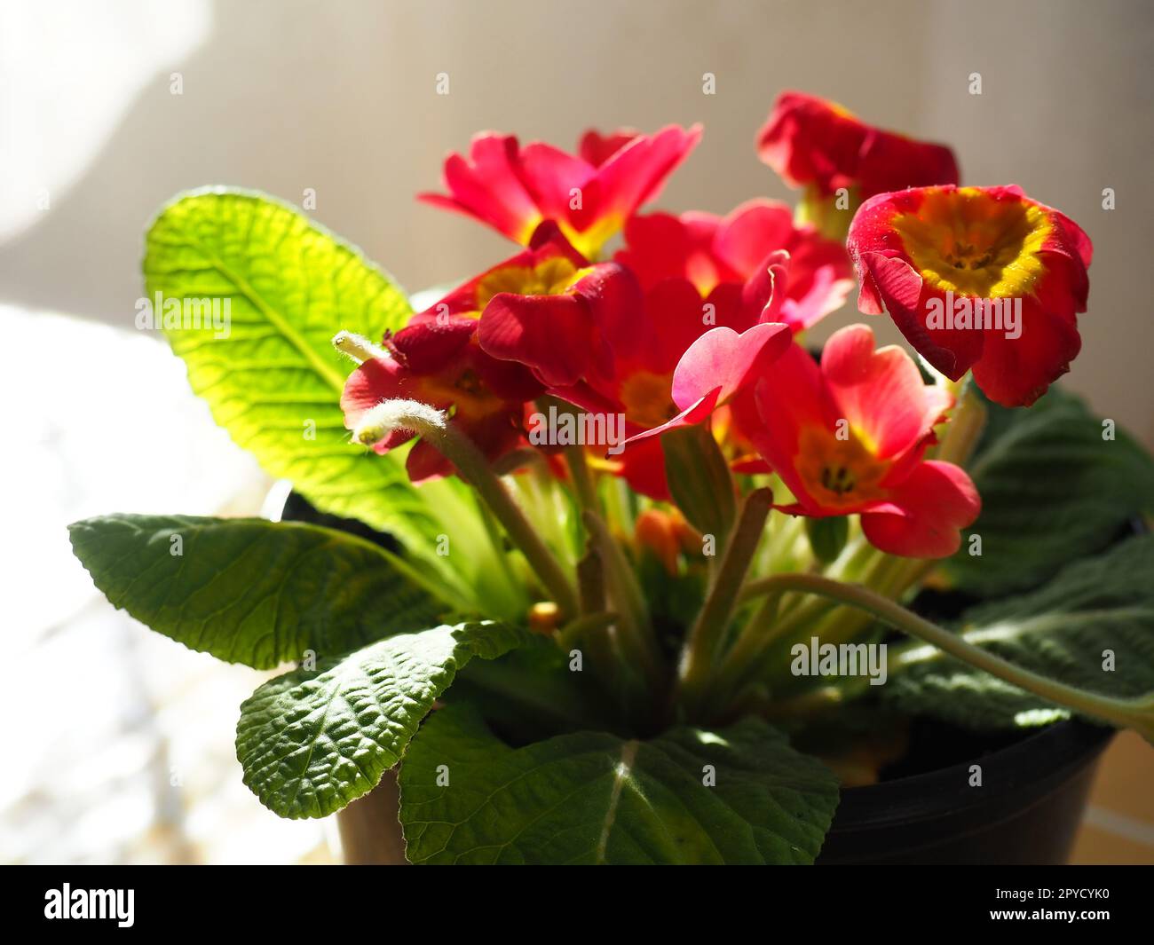 Primula, a genus of plants from the Primulaceae family of the Ericales order. Indoor floriculture as a hobby. Red bright flower with a yellow center. Lateral plan in the counterlight from the window. Stock Photo