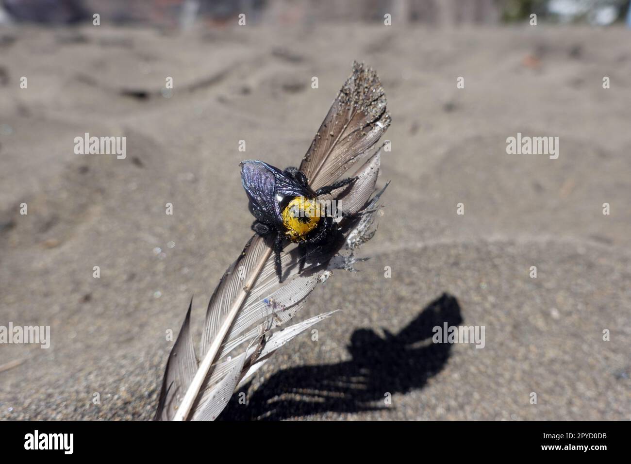 Holzbiene Xylocopa pubescens Stock Photo