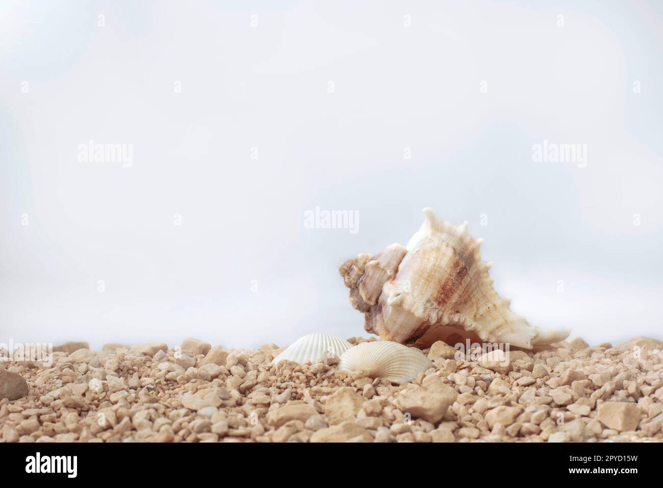Beach sand with shell and bright white sky on a summer day background, space for text, Holiday,travel,tourist,vacation concept copy space Stock Photo