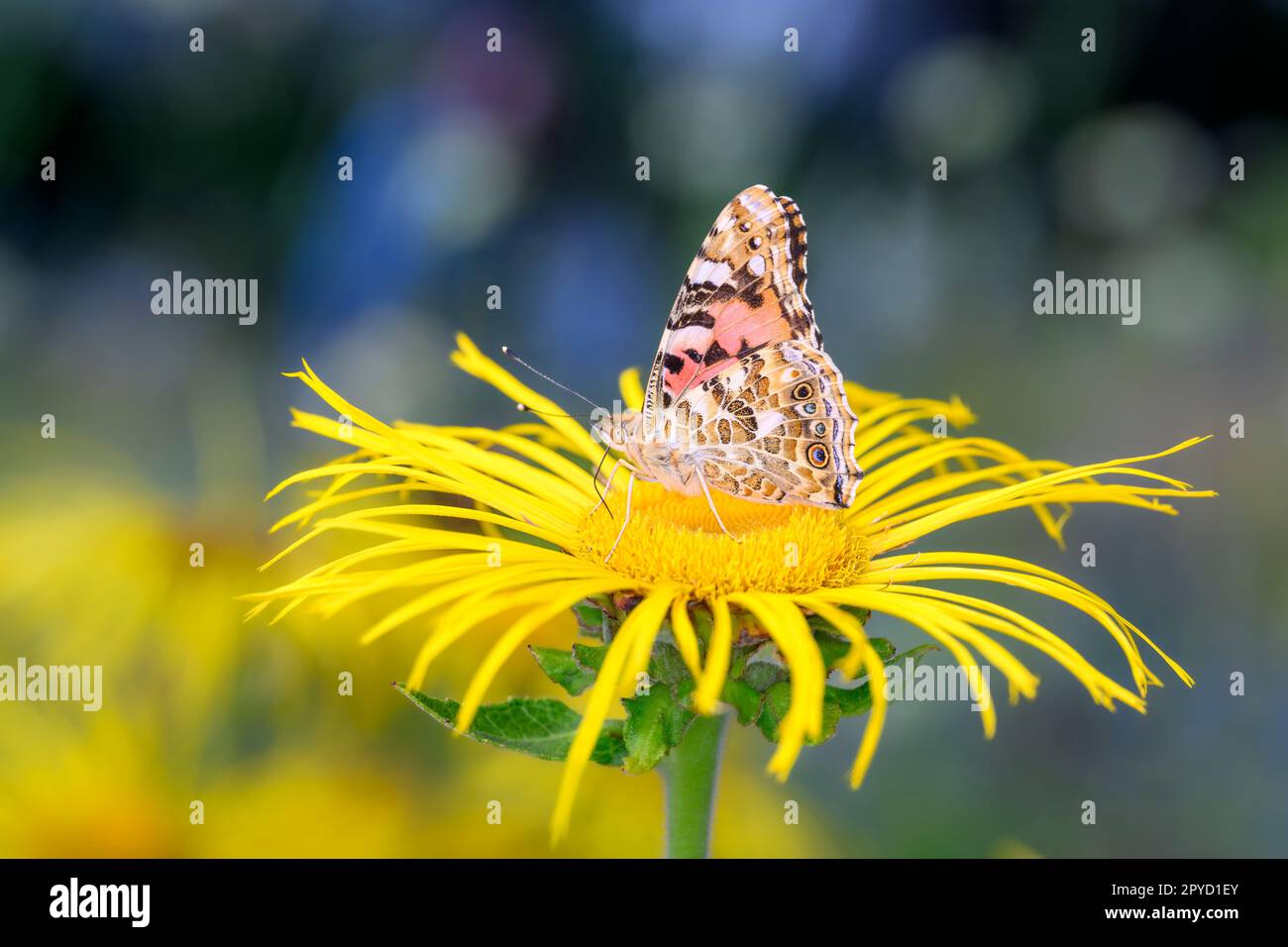 Painted Lady or Cosmopolitan butterfly - Vanessa cardui - resting on giant fleabane - Inula magnifica Stock Photo