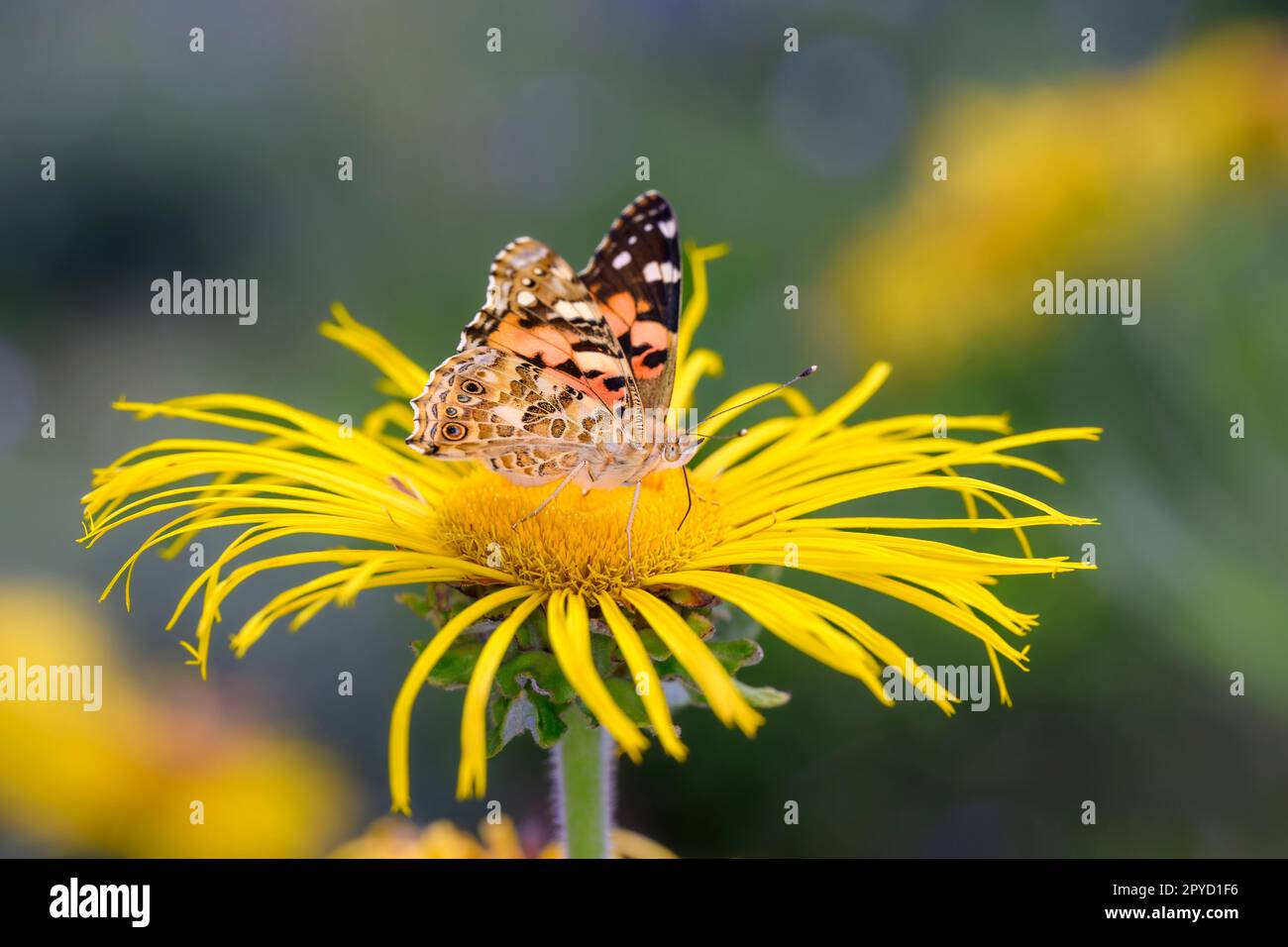 Painted Lady or Cosmopolitan butterfly - Vanessa cardui - resting on giant fleabane - Inula magnifica Stock Photo