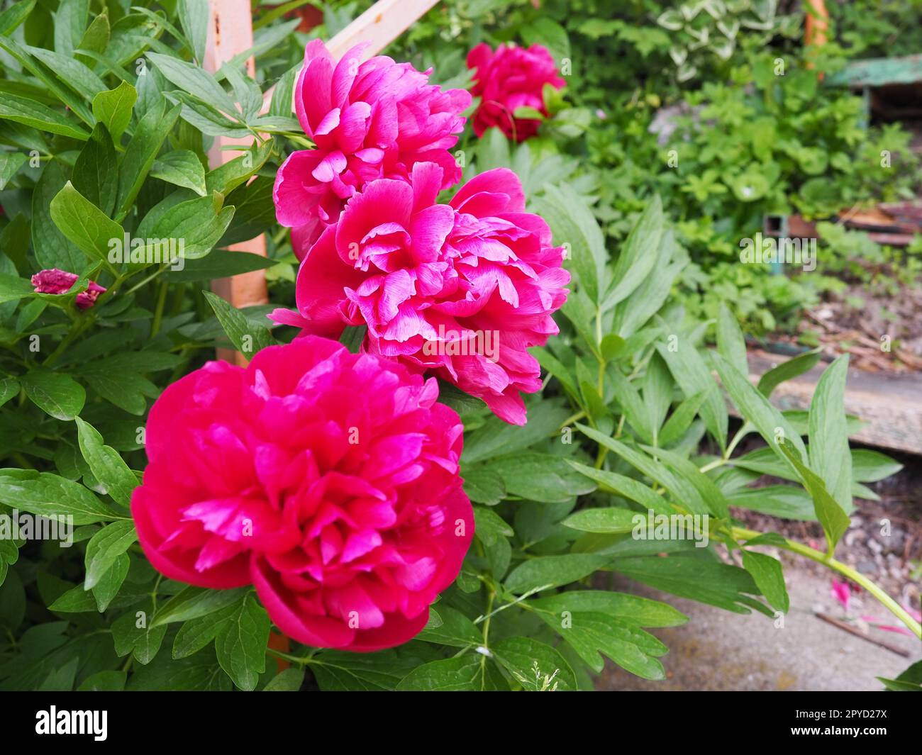 Red-pink peonies. Beautiful large peony flowers against a background of green foliage and grass. Floristics, floriculture and gardening as a hobby Stock Photo