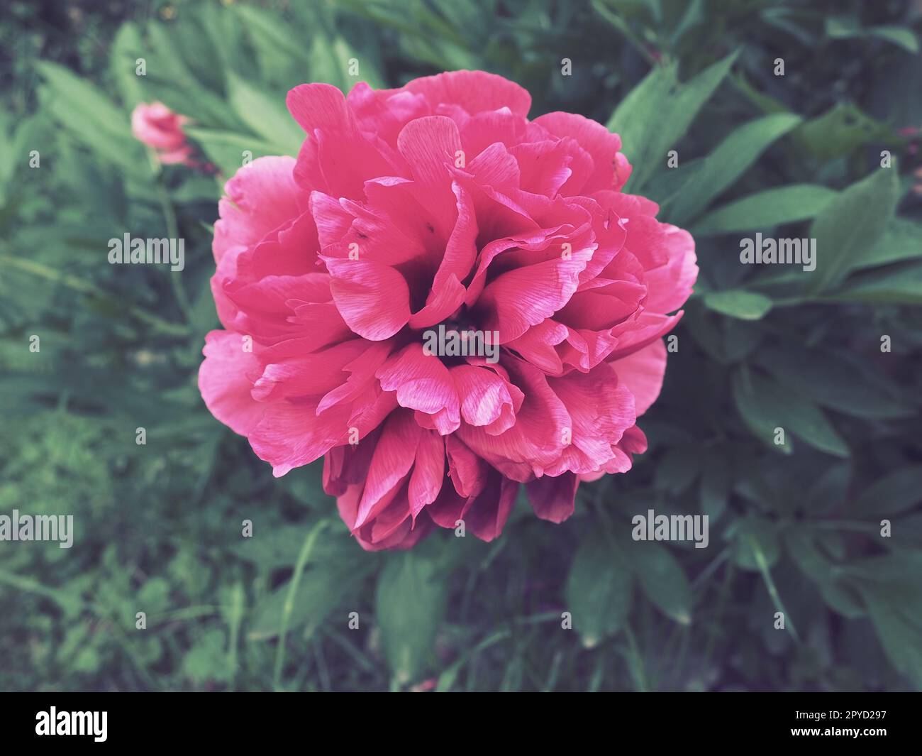 Red-pink peonies. Beautiful large peony flowers against a background of green foliage and grass. Floristics, floriculture and gardening as a hobby Stock Photo