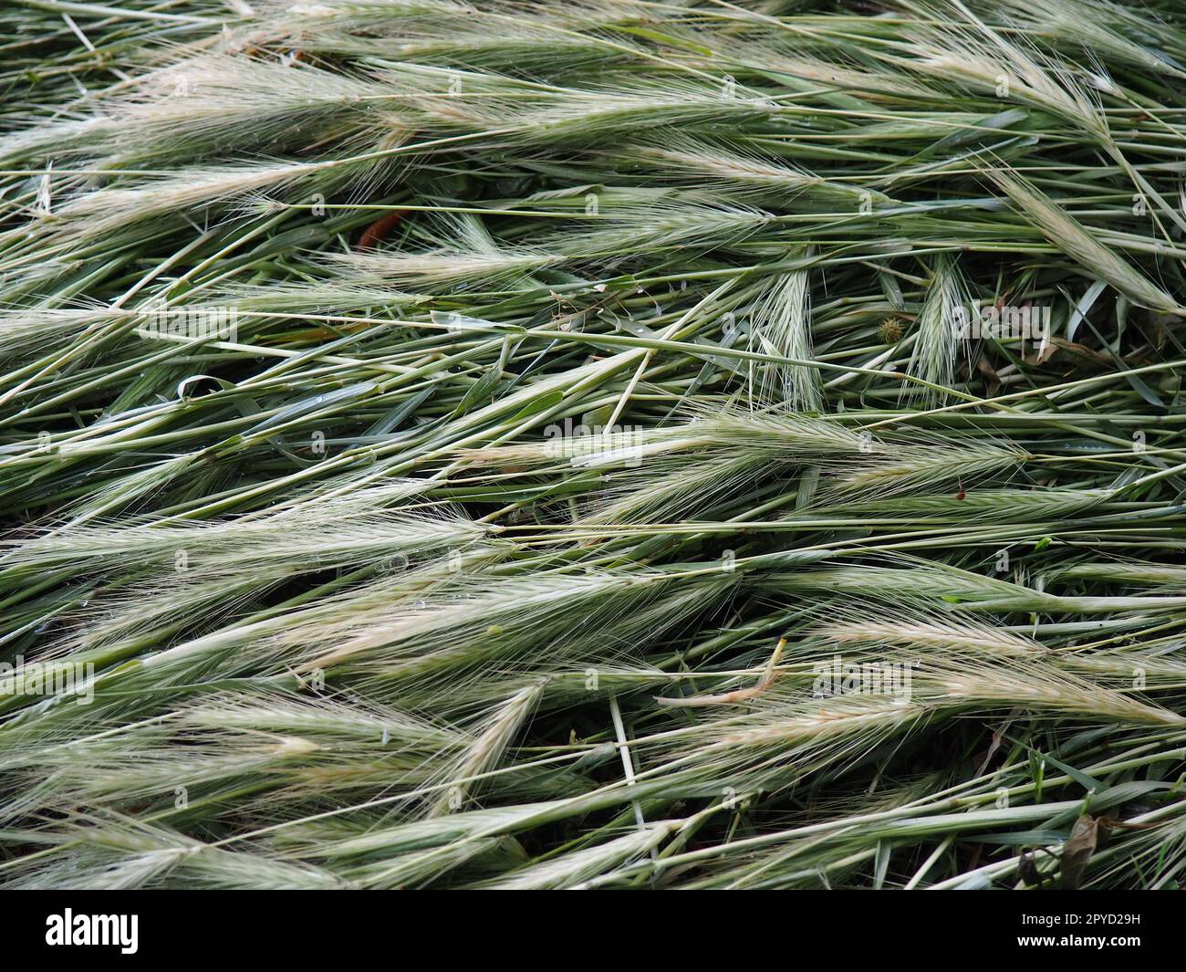 Ears of ripe wheat or cereal plant. Seeds on the stem and ear. Natural calm background. Loss of wheat crop, many ears of ripe grains lie on the ground after wind and rain. Rustic lifestyle theme Stock Photo
