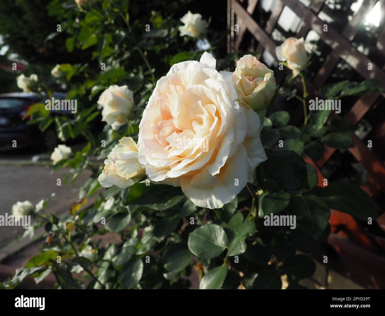 beautiful large double roses in the garden against the background of green leaves and a wooden lattice. Decoration of the garden, garden and lawn. Floriculture, horticulture, botany and agriculture Stock Photo
