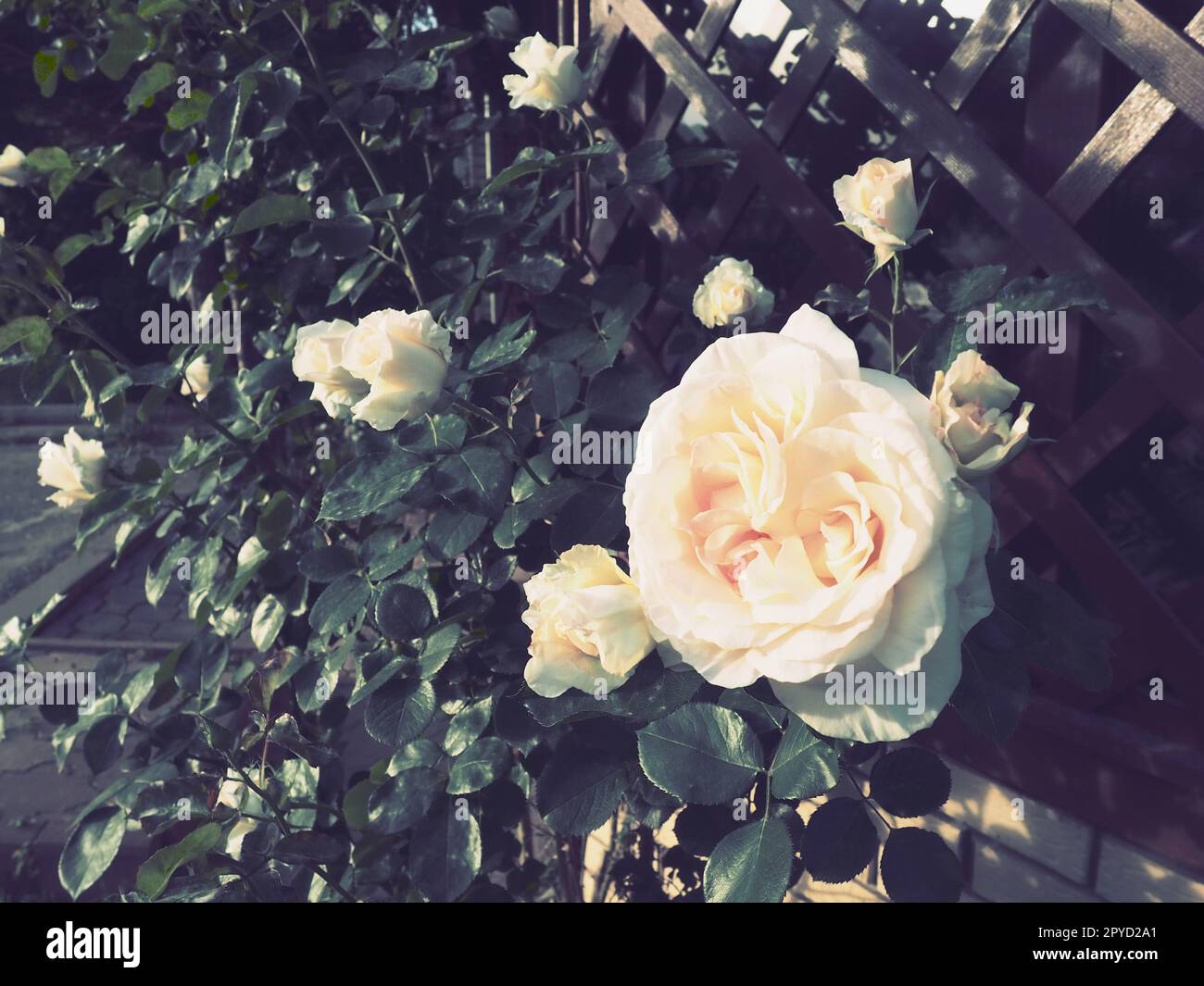 beautiful large double roses in the garden against the background of green leaves and a wooden lattice. Decoration of the garden, garden and lawn. Floriculture, horticulture, botany and agriculture Stock Photo