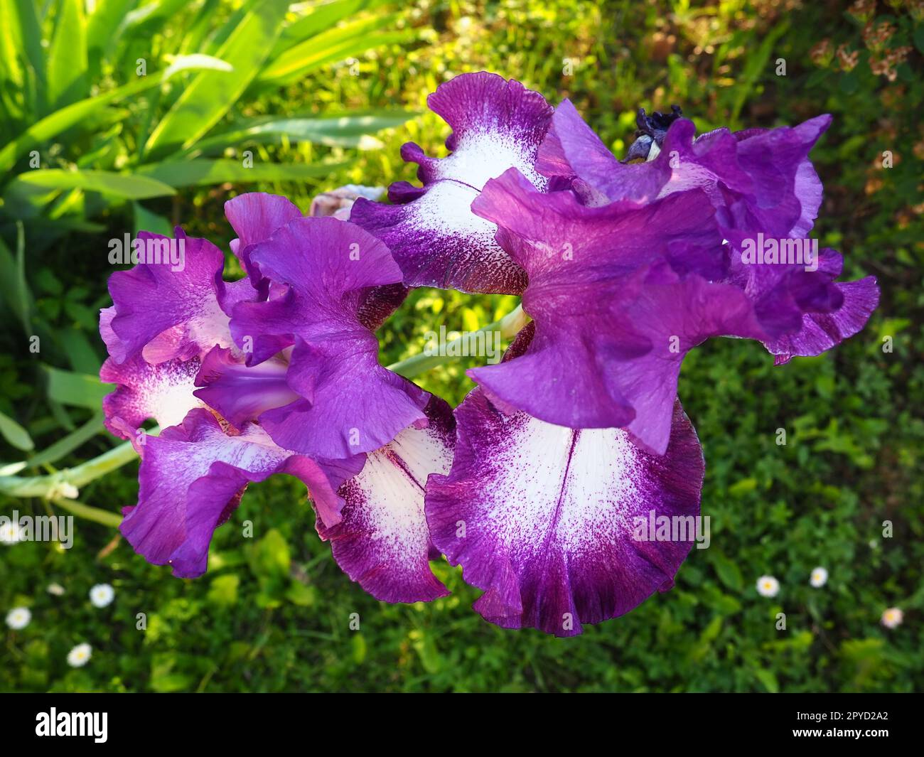Beautiful colorful iris flowers close-up. Violet flowers in the summer. Two dainty beautiful flowers on one stem. Green leaves. Botany, plant growing, floriculture and gardening Stock Photo