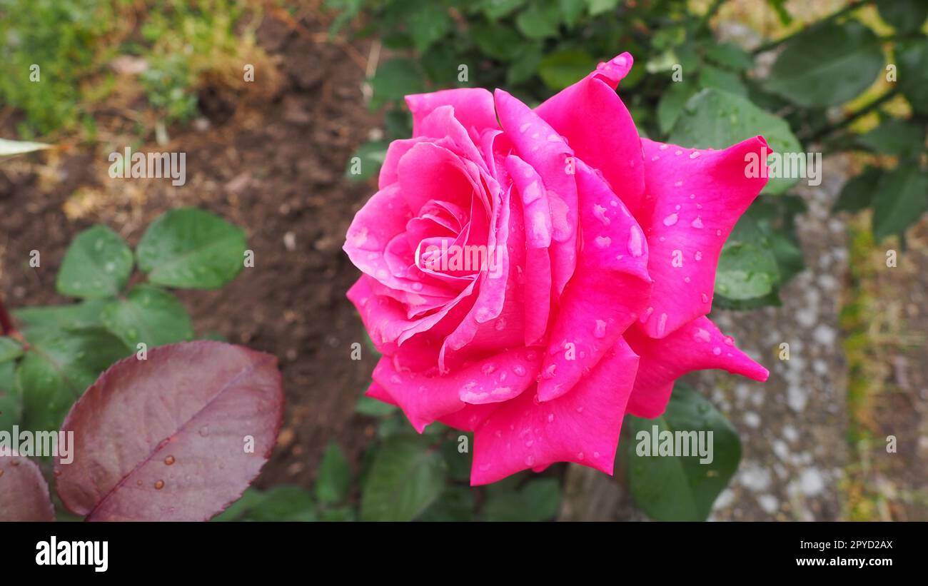 Blooming romantic fresh rouge rose. Pink and crimson roses bloom in the garden. Petals with water drops Stock Photo