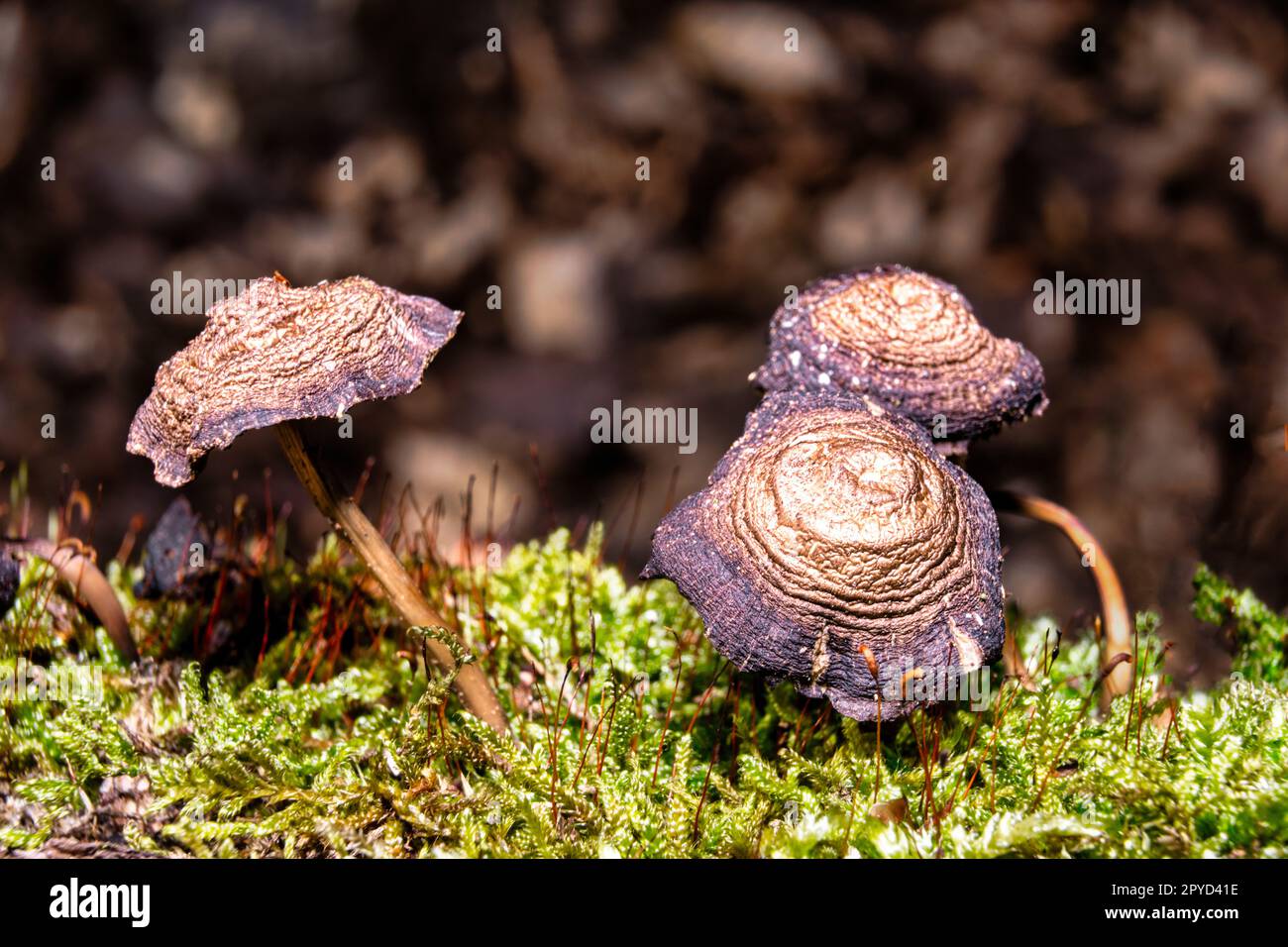 Old mushrooms in the forest Stock Photo
