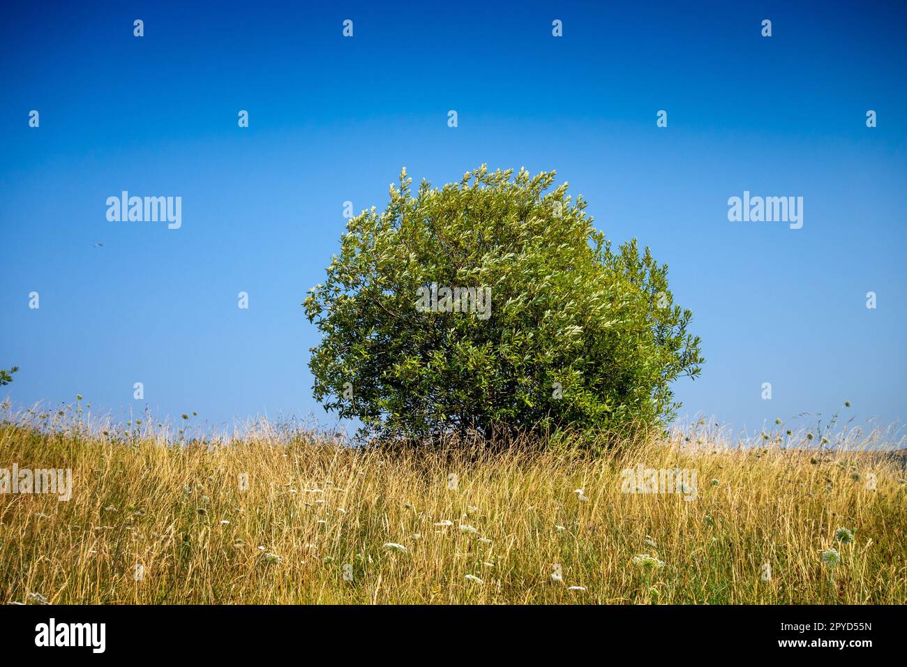 Premium Photo  Three oak trees in a field with a blue sky and clouds