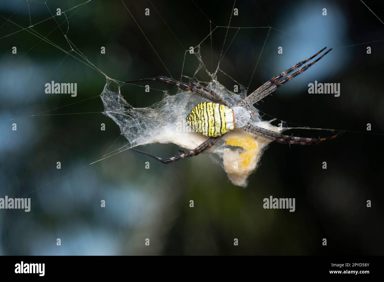 Yellow garden spider and the egg sac hanging on the web. Stock Photo