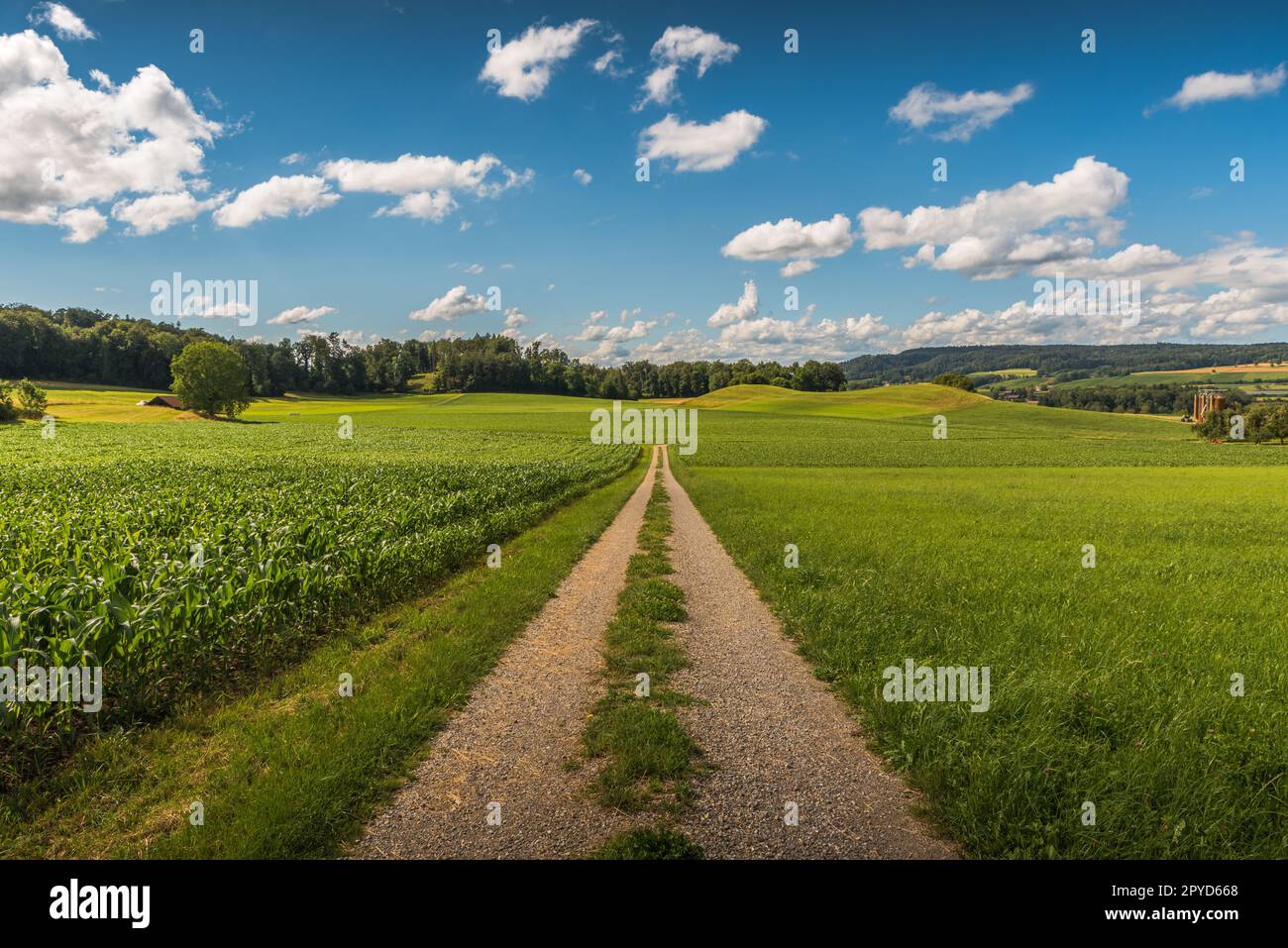 Rural landscape in summer with dirt road and fields, blue sky with white clouds, Canton Thurgau, Switzerland Stock Photo