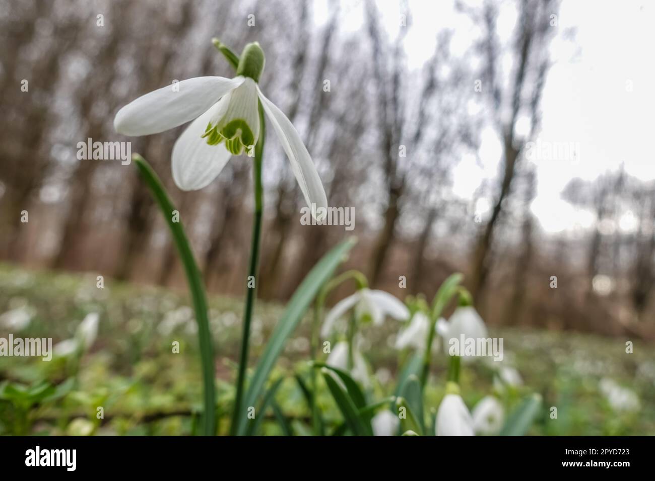 wide open blossom from a snowdrop in the forest Stock Photo - Alamy