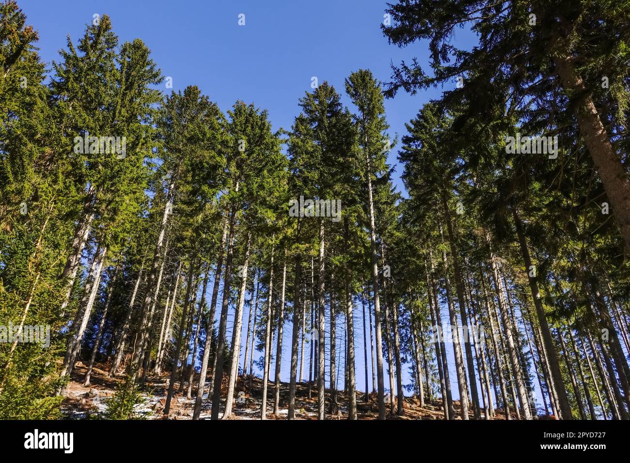 straight green pine trees in a forest and dark blue sky Stock Photo - Alamy