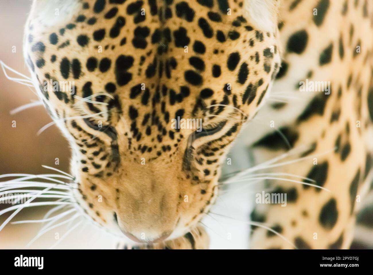 Leopard pantera padus kotiya in the rock Stock Photo