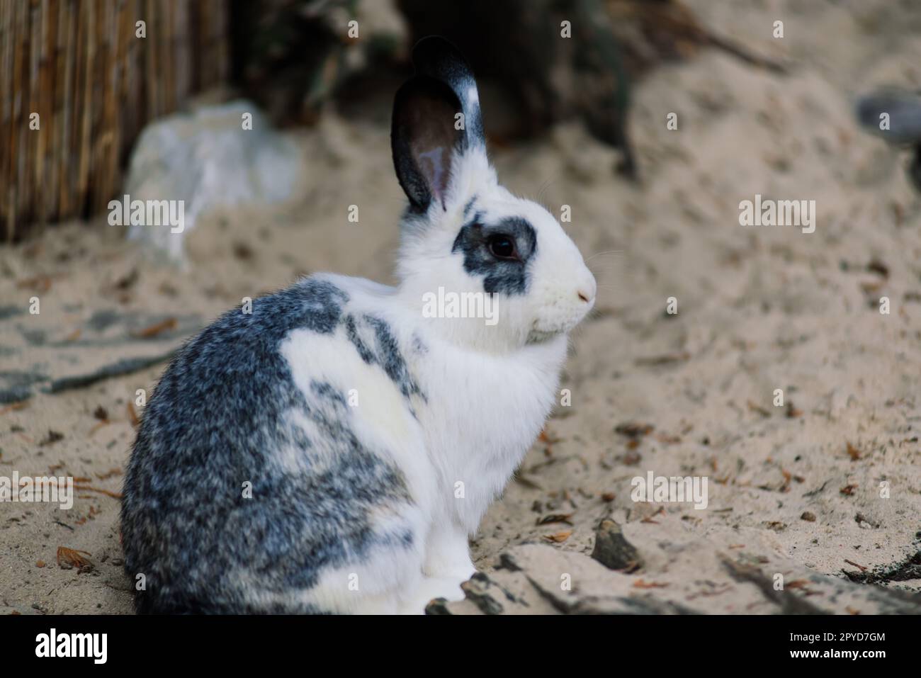 Cute white food's rabbit in green park. Animal nature habitat of rabbit: life in meadow concept. Stock Photo