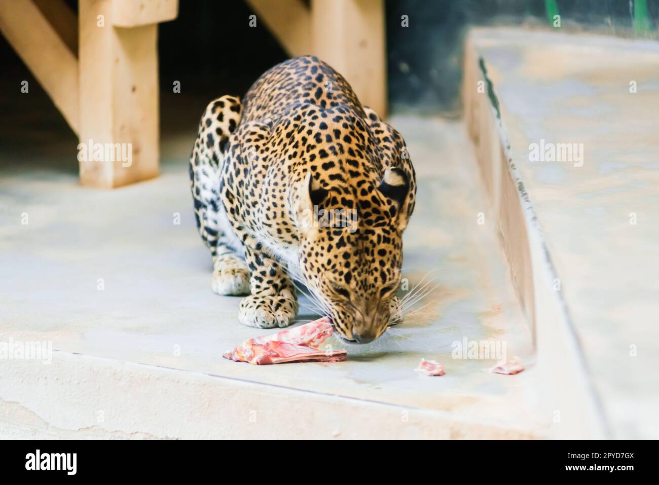 Leopard pantera padus kotiya in the rock Stock Photo