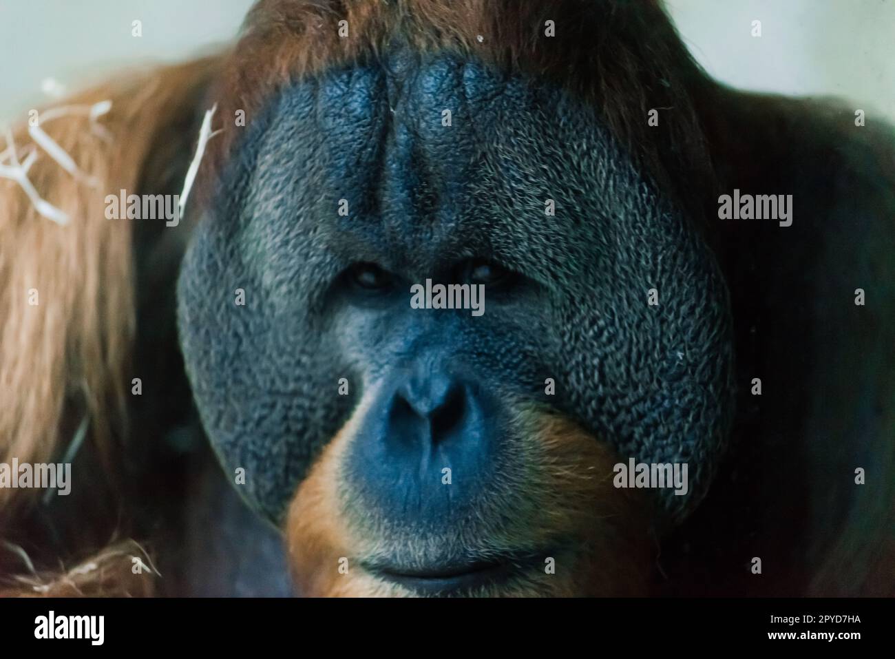 Bornean old big orangutan, pongo pygmaeus, detail head male Stock Photo