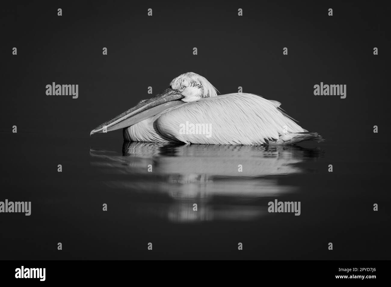 Mono pelican casts reflection in blue lake Stock Photo - Alamy