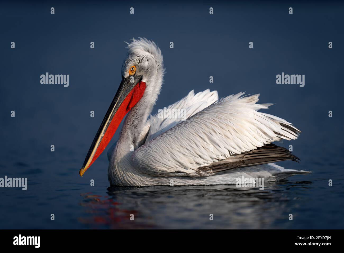 dalmatian-pelican-swims-across-lake-in-profile-2PYD7JH.jpg
