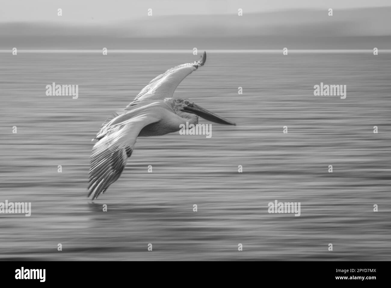 Mono slow pan of pelican crossing lagoon Stock Photo