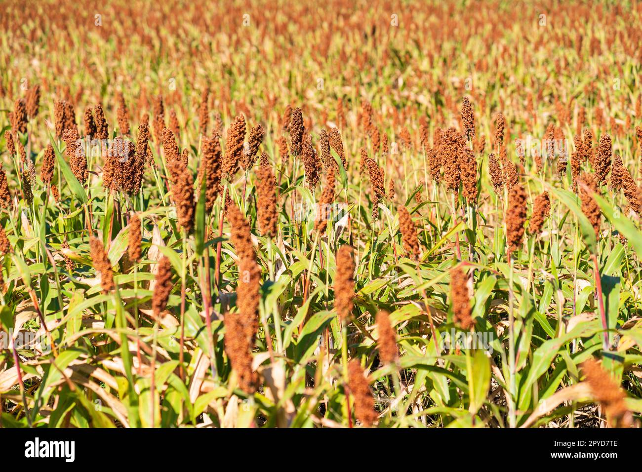 Millet or an important cereal crop in field Stock Photo Alamy