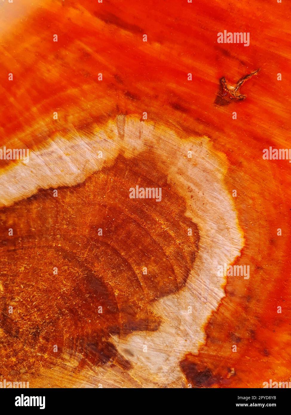 Close-up of the trunk of a sawn apple tree Stock Photo