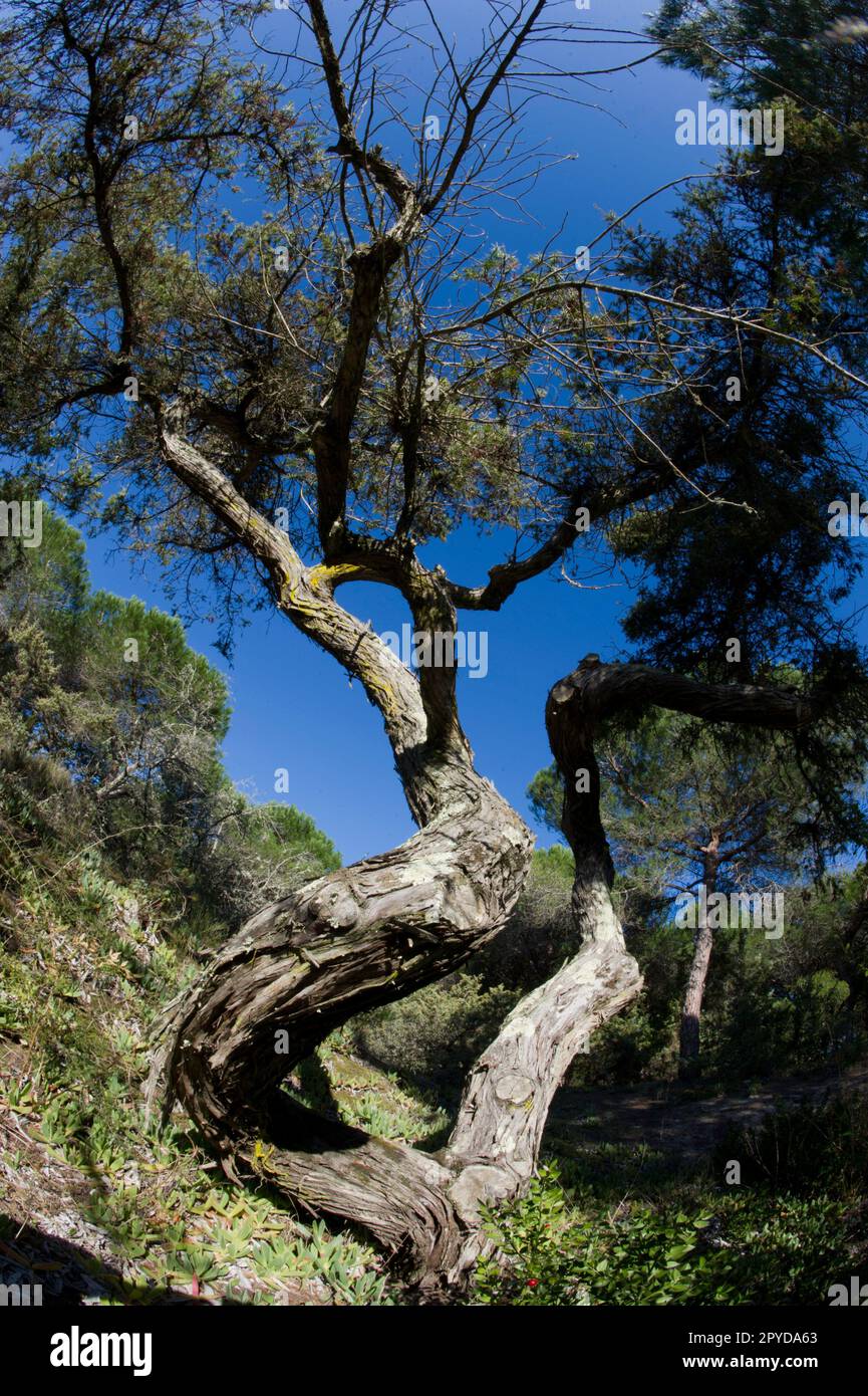 Ginepro comune Juniperus communis. Platamona, Sassari, Italia. Common juniperus Platamona, Sassari, Italy. Stock Photo
