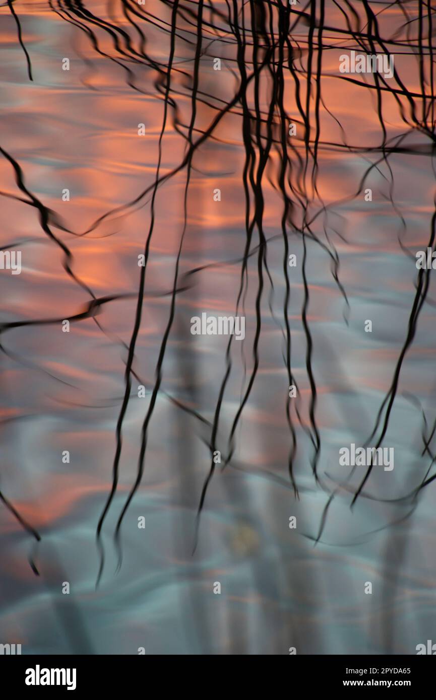 reeds at sunset, clouds reflecting on waterSardinia, Italy Stock Photo