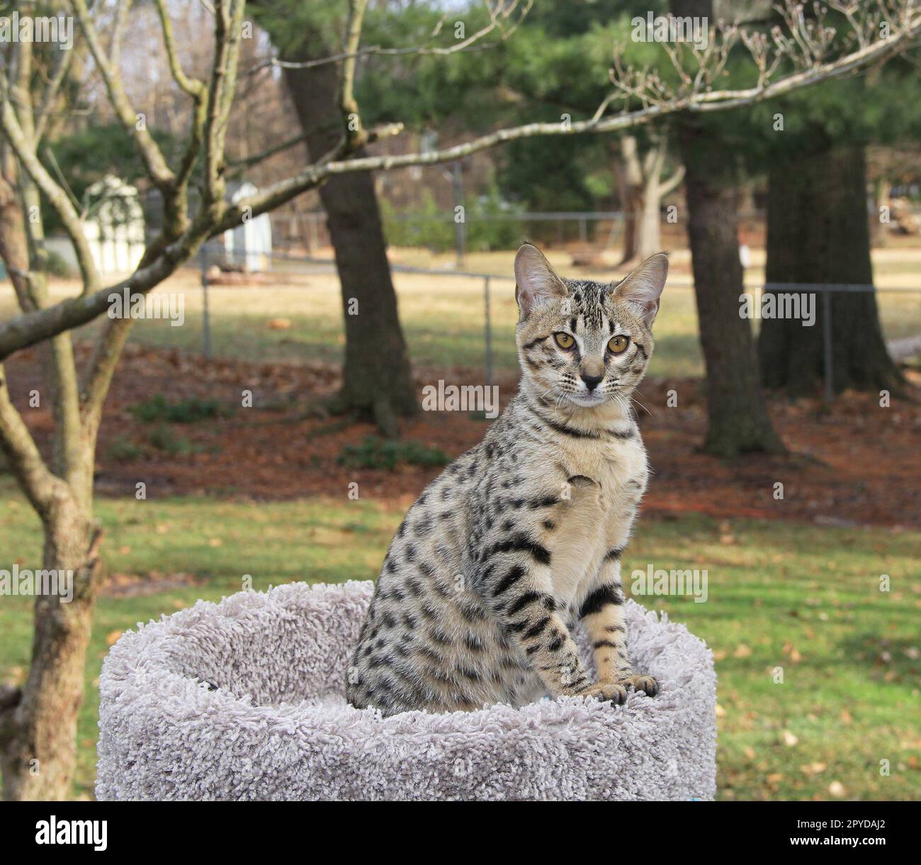 Serval Savannah Kitten Stock Photo