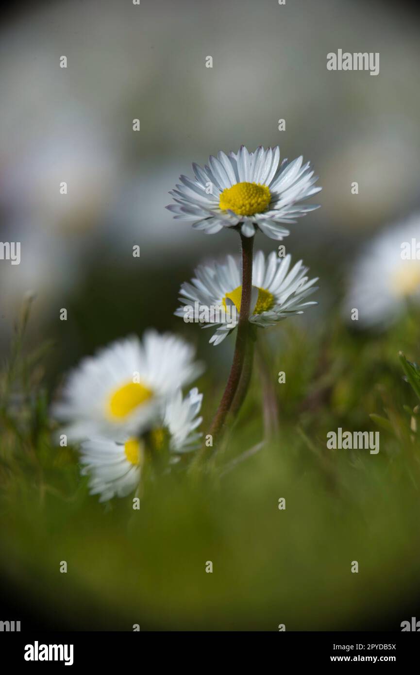 Bellis perennis, common European daisy Sardinia, Italy Stock Photo