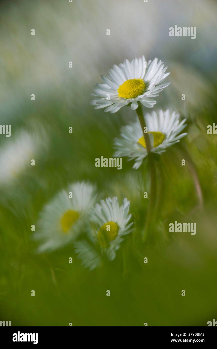 Bellis perennis, common European daisy Sardinia, Italy Stock Photo