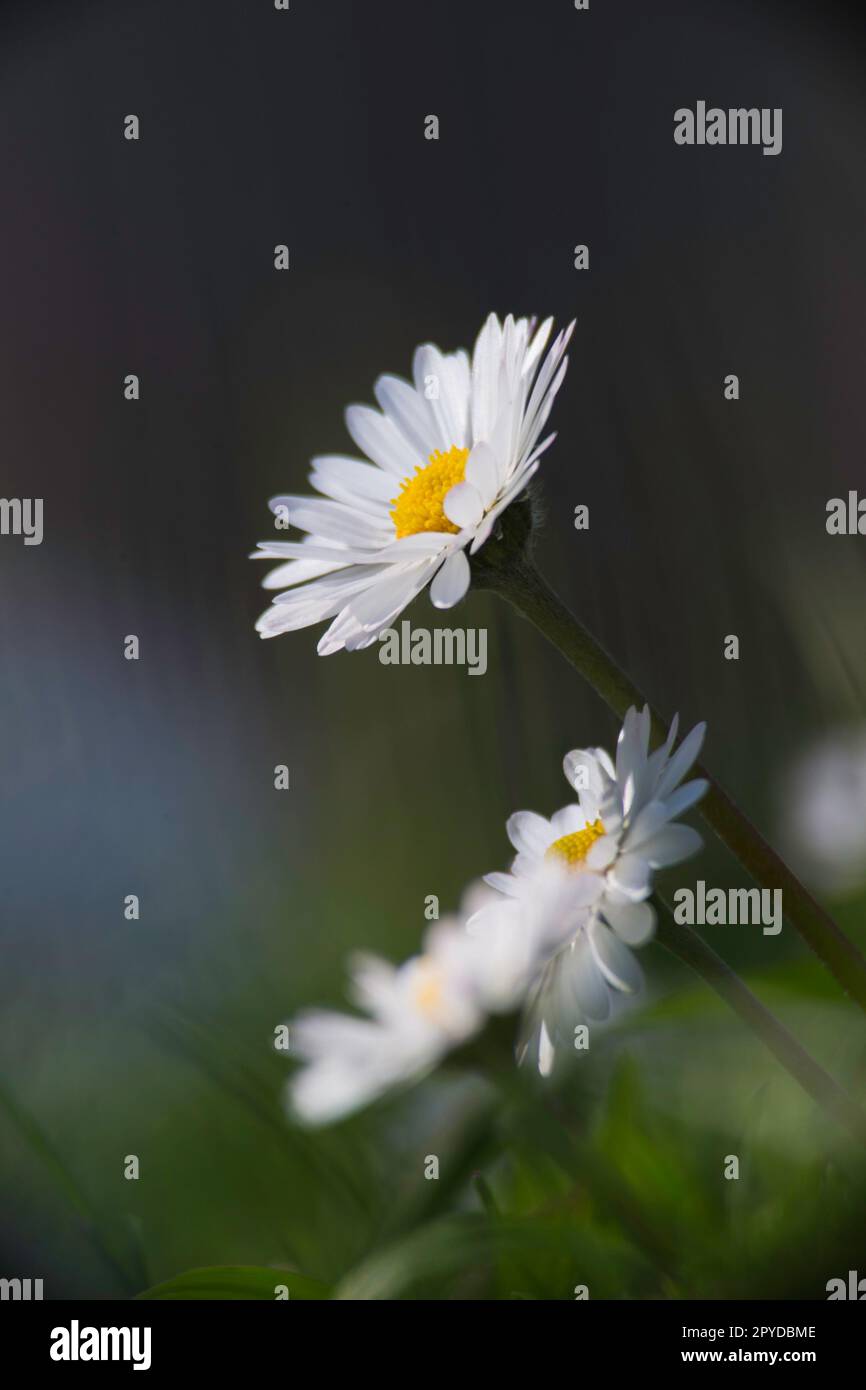 Bellis perennis, common European daisy Sardinia, Italy Stock Photo