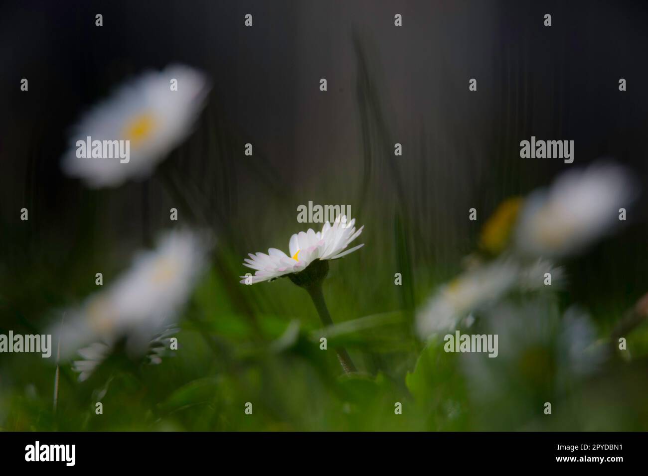 Bellis perennis, common European daisy Sardinia, Italy Stock Photo
