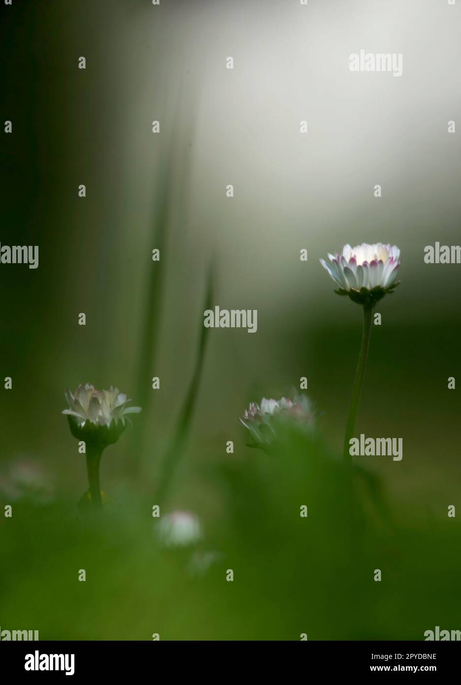 Bellis perennis, common European daisy Sardinia, Italy Stock Photo